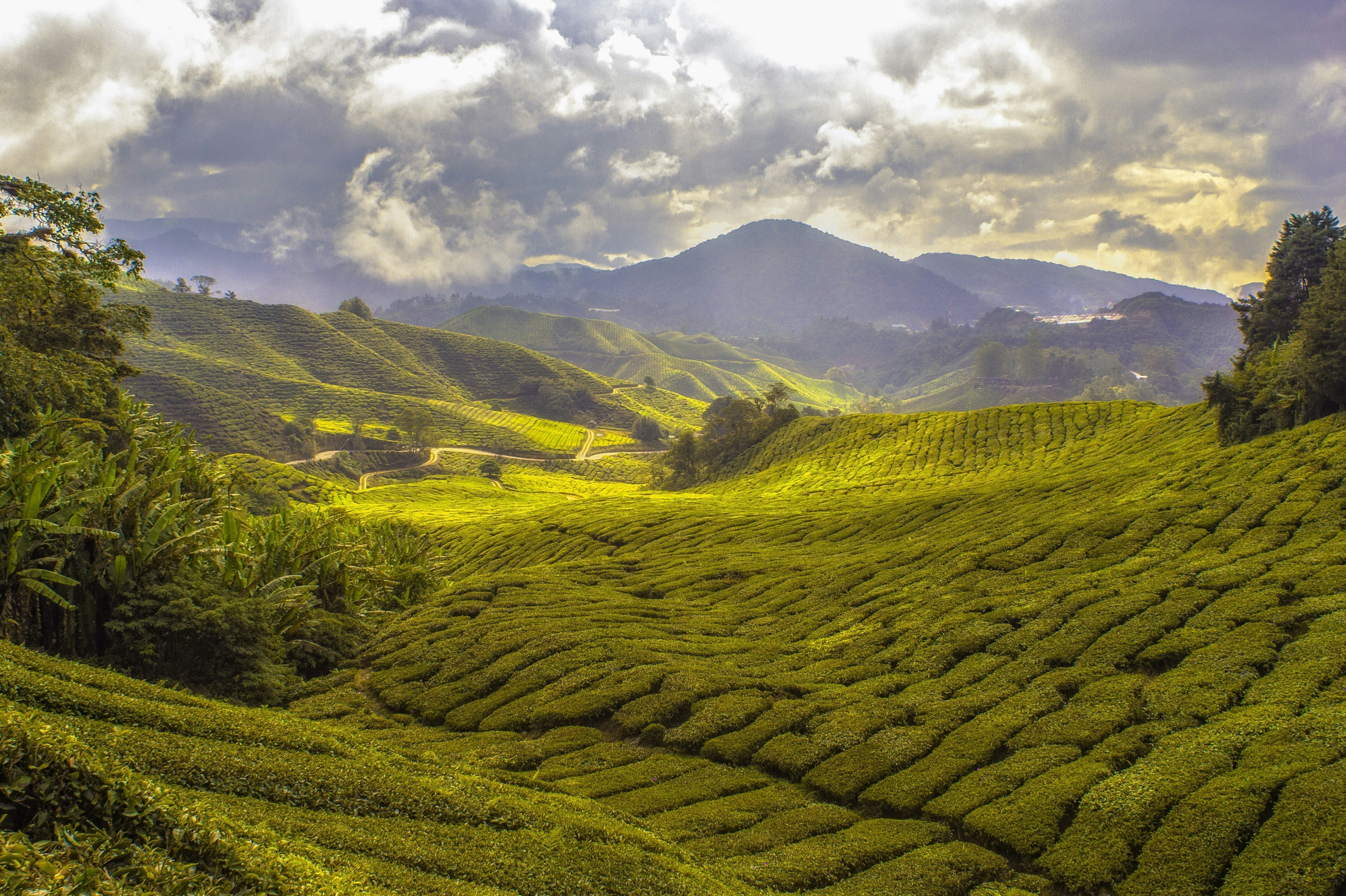 Introducing Reformed Ceremonial Matcha: The Ultimate Blend of Wellness and Tradition