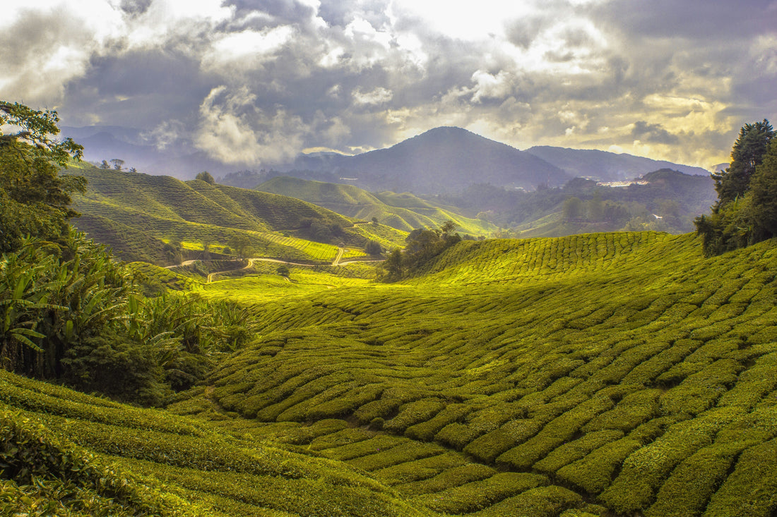 Introducing Reformed Ceremonial Matcha: The Ultimate Blend of Wellness and Tradition